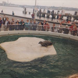Old Harbour seal enclosure