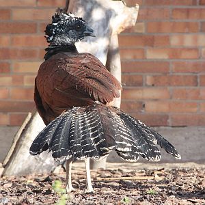 Great Curassow (Crax rubra) female