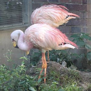 Puna Flamingos (Phoenicoparrus jamesi)