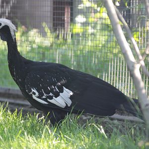 Blue-throated Piping-guan (Pipile cumanensis cumanensis)