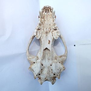 Skull of European badger (Meles meles) - maxilla and cranium