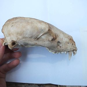 Skull of European badger (Meles meles) - side view of upper jaw