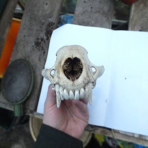 Skull of European badger (Meles meles) - front view of upper jaw