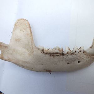 Skull of European badger (Meles meles) - mandible