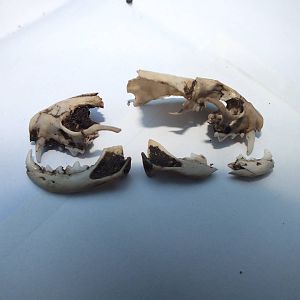 Skull of Stoat (Mustela erminea) - fragmentary view of entire skull