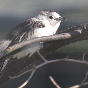 Daurian Starling (Sturnus sturninus)