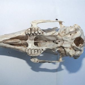 Skull of Brown Hare (Lepus europaeus) - maxilla and cranium