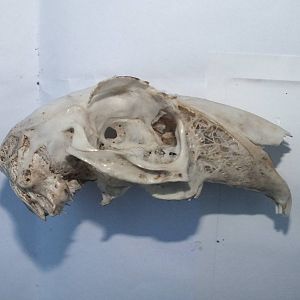 Skull of Brown Hare (Lepus europaeus) - side view of upper jaw