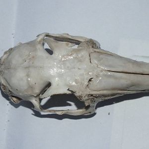 Skull of Brown Hare (Lepus europaeus) - dorsal view of skull