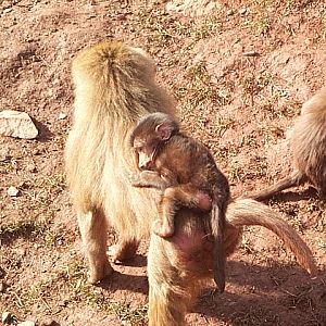 baby babboon
