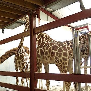 giraffe house