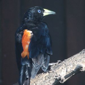 Subtropical Cacique (Cacicus uropygialis)