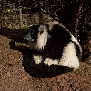 black and white lemur