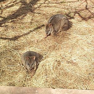 Parma Wallabies