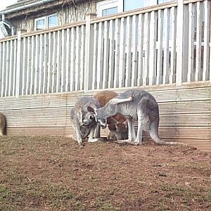 Mixed roo exhibit feb2005