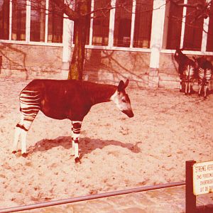 Okapis
