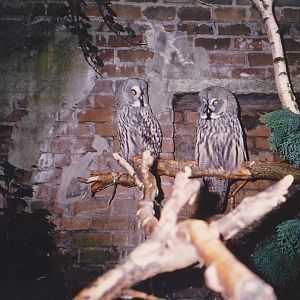 Great grey owls