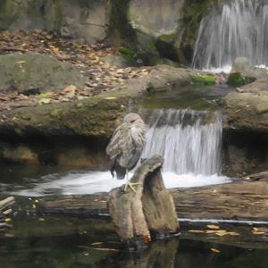 juvenile night heron