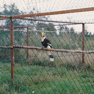 Great indian hornbill female