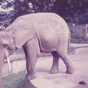 African ( forest ? ) elephant