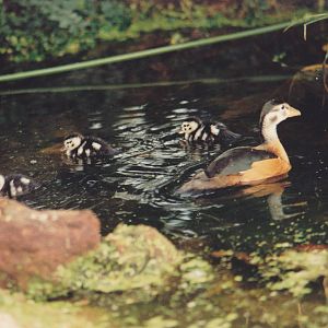 African pygmy goose family