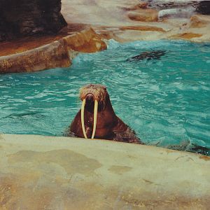 Antje, the famous Walruss