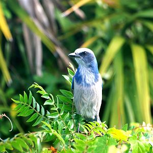 Florida Scrub-Jay, Punta Gorda, October 2013