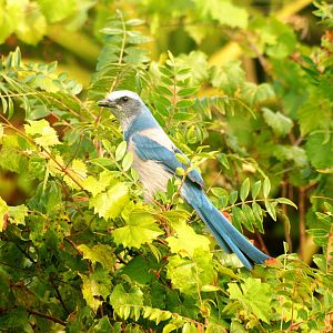 Florida Scrub-Jay, Punta Gorda, October 2013
