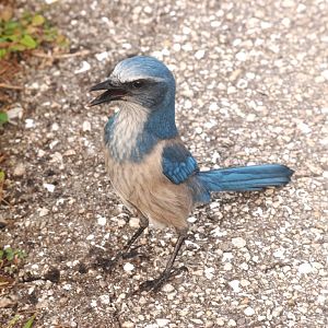 Florida Scrub-Jay, Punta Gorda, October 2013