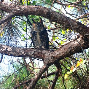 Great Horned Owl, Punta Gorda, October 2013