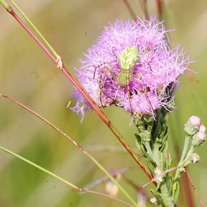 Green Lynx Spider, Punta Gorda, October 2013