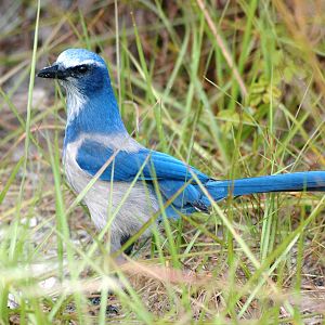 Florida Scrub-Jay, Punta Gorda, October 2013