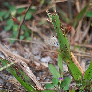 Ceraunus Blue, Punta Gorda, October 2013