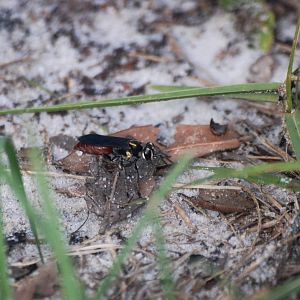 Paper Wasp, Punta Gorda, October 2013