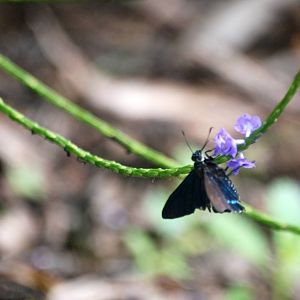Mangrove Skipper, Punta Gorda, October 2013