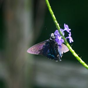 Mangrove Skipper, Punta Gorda, October 2013