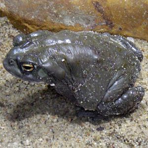 Colorado River Toad (Bufo alvarius)