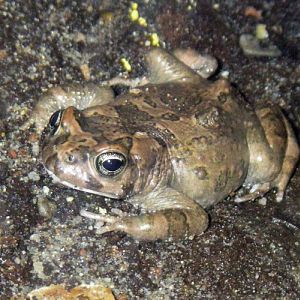 Karoo Toad (Bufo gariepensis)