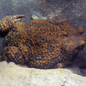 Cuban Toad (Bufo peltocephalus)