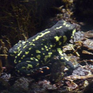 Red-bellied Toad (Melanophryniscus stelzneri)