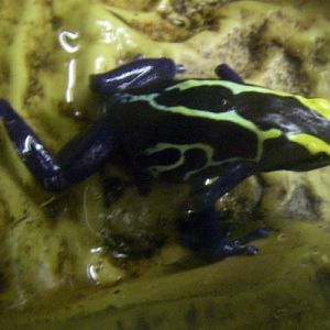 Dyeing Poison-arrow Frog (Dendrobates tinctorius)