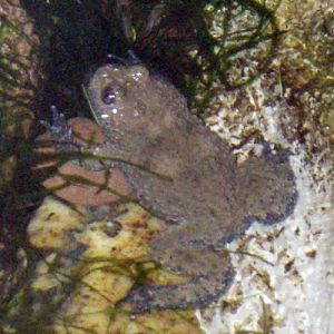 Yellow-bellied Toad (Bombina variegata)