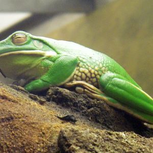 White-lipped Tree Frog (Litoria infrafrenata)