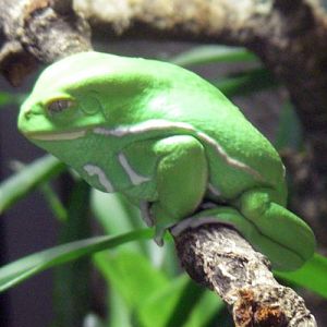 Waxy Monkey Frog (Phyllomedusa sauvagii)