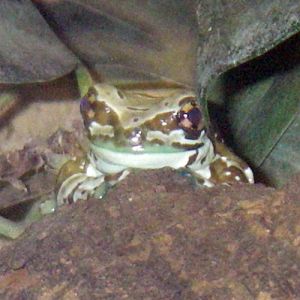 Amazon milk frog (Trachycephalus resinfictrix)