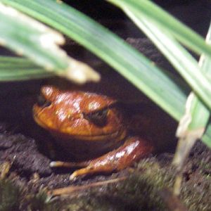 Sambava Tomato Frog (Dyscophus guineti)