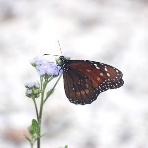 Soldier, Punta Gorda, October 2013