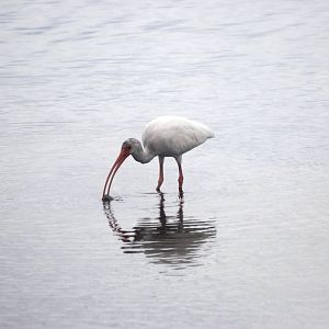 American White Ibis Punta Gorda, October 2013