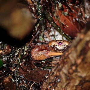 Fiddler Crab, Punta Gorda, October 2013