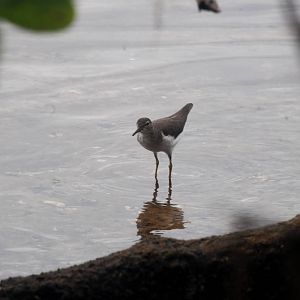 Spotted Sandpiper, Punta Gorda, October 2013